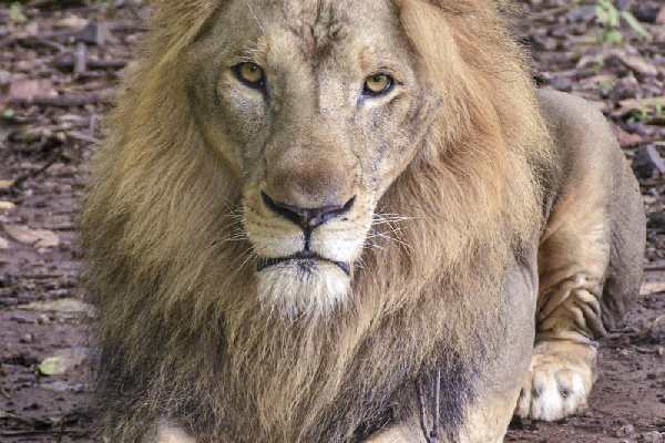 Asiatic lion Arya rests inside an enclosure at the Sarthana Nature Park, Surat