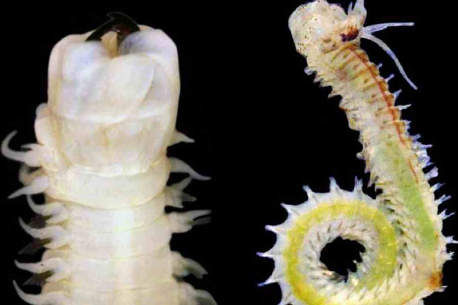 Namalycastis solenotognatha, Nereis dhritiae. Credit: ZSI