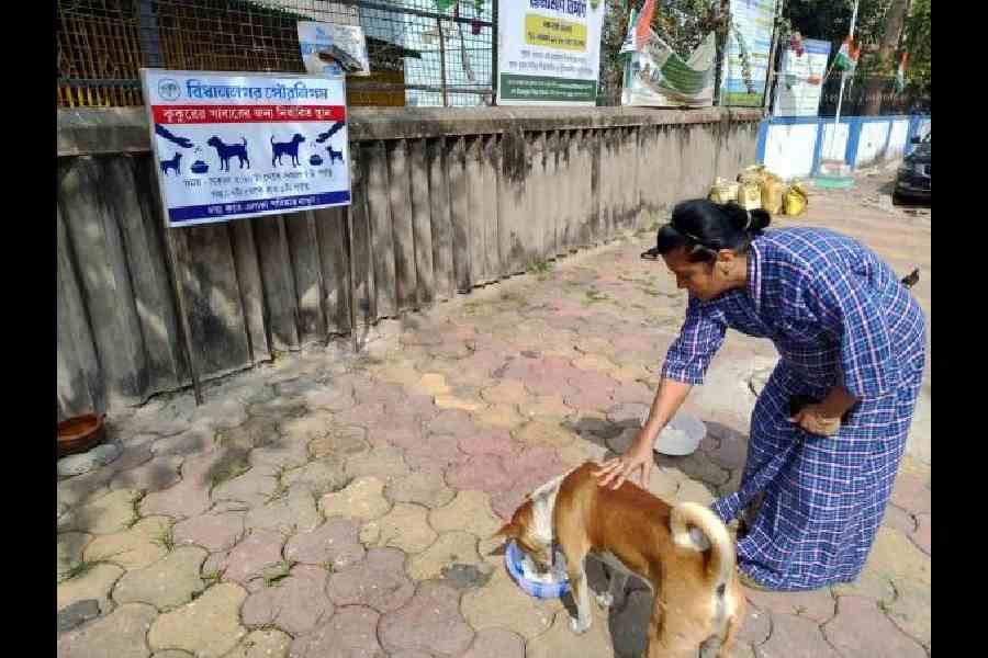 A dog lover feeds a street dog in front of a designated feeding zone, in Purbachal