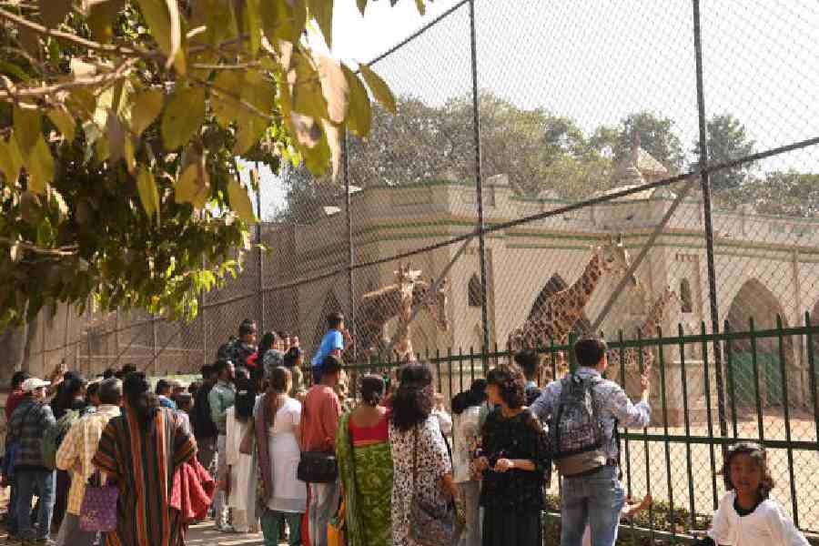 Visitors in front of the giraffe enclosure at the Alipore zoo on Sunday. Pictures by Bishwarup Dutta