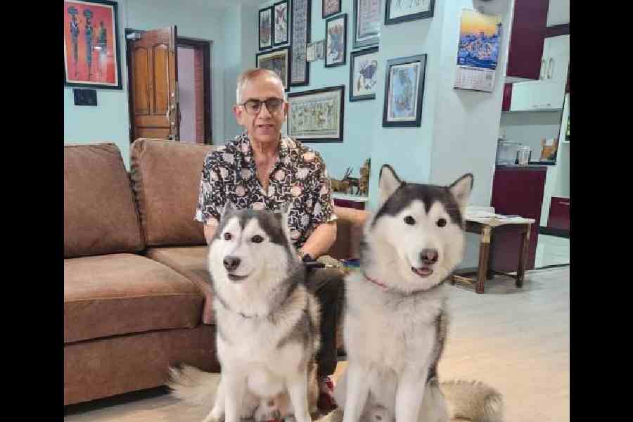 Ganguli reins in his Siberian Huskies Zozo and Simba. Pictures by Brinda Sarkar 