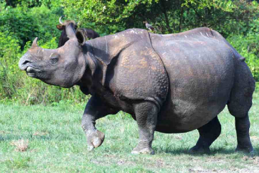 A one-horned rhino at the Jaldapara National Park in Alipurduar. File picture