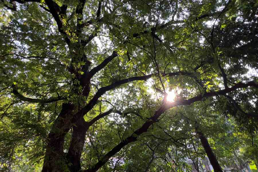 The tamarind tree at Vidyasagar Colony, near Bagha Jatin