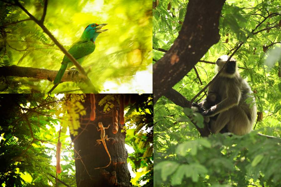 Residents of the tamarind tree