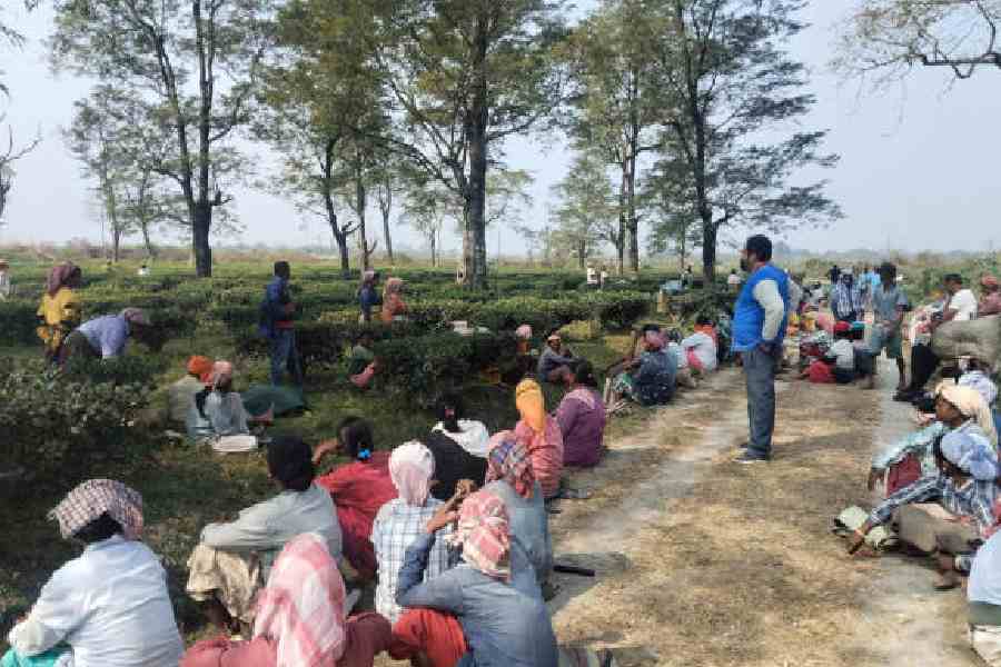 Workers of Madhu Tea Estate gather for voluntary maintenance work in Alipurduar’s Kalchini on Sunday morning. Picture by Anirban Choudhury
