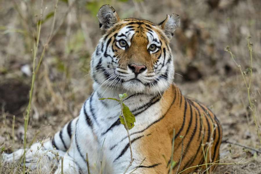 Representational image