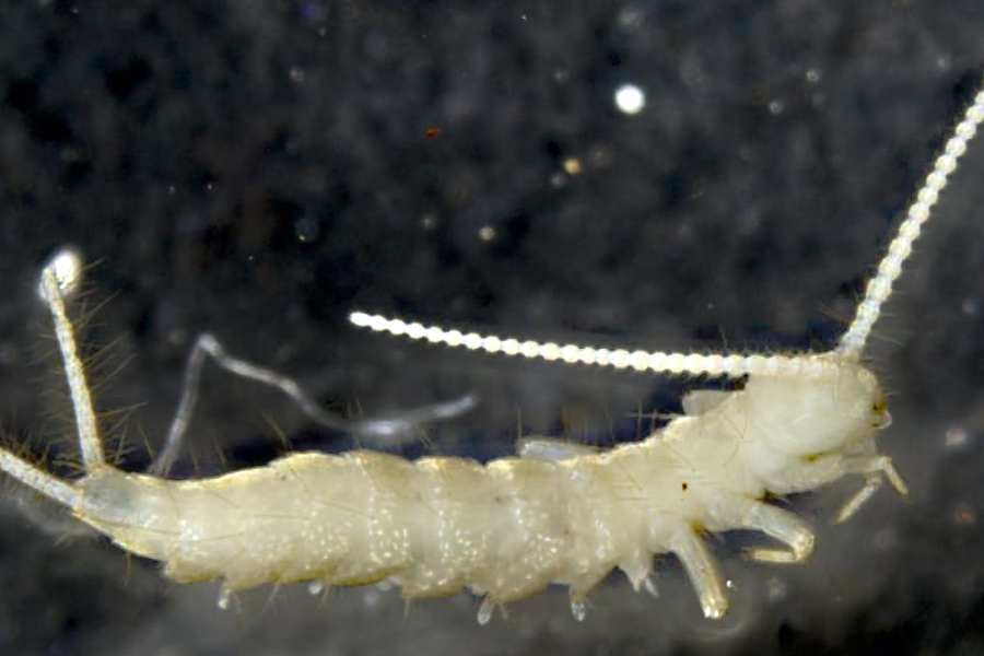 Indian Diplura: a wingless, soil-dwelling micro-arthropod, from the eastern Himalayas