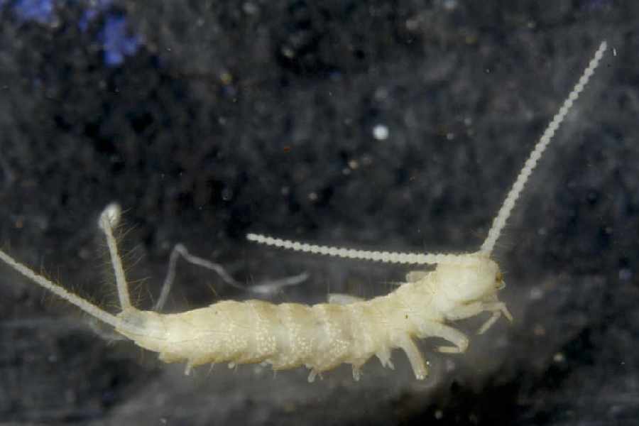 Lepidocampa sikkimensis, the micro-arthropod of the Diplura group.