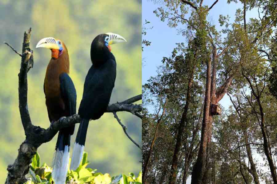 Hornbills in the Mahananda Wildlife Sanctuary. An artificial nest for hornbills prepared at Latpanchar under the Kurseong forest division