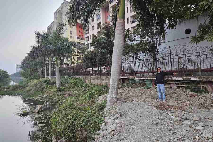 The facility manager of Mallika Malancha points to the damaged part of the wall visible behind the pile of clay heaped at the canalside. One can also make out how the palm tree in the foreground is not in the same line as the other trees planted along the boundary wall, having partially lost its grip due to the digging.