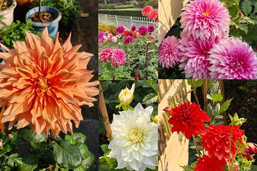 A Dahlia growing in the author's garden