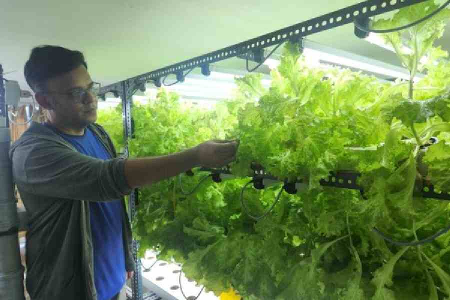 Amlan Saha checks the lettuce growing in his garage-turned greenhouse