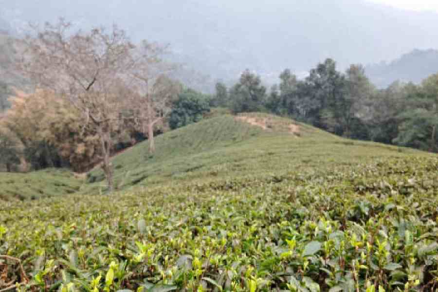 A tea garden in the Darjeeling hills. File picture