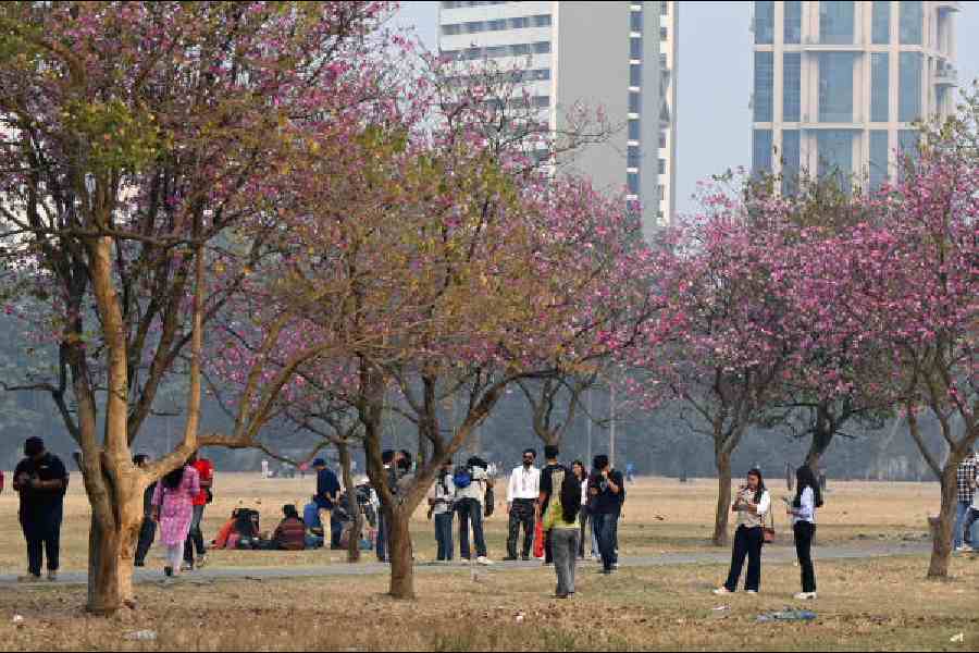 Visitors walk past trees in full bloom on the Maidan on Sunday. Picture by Sanat Kr Sinha