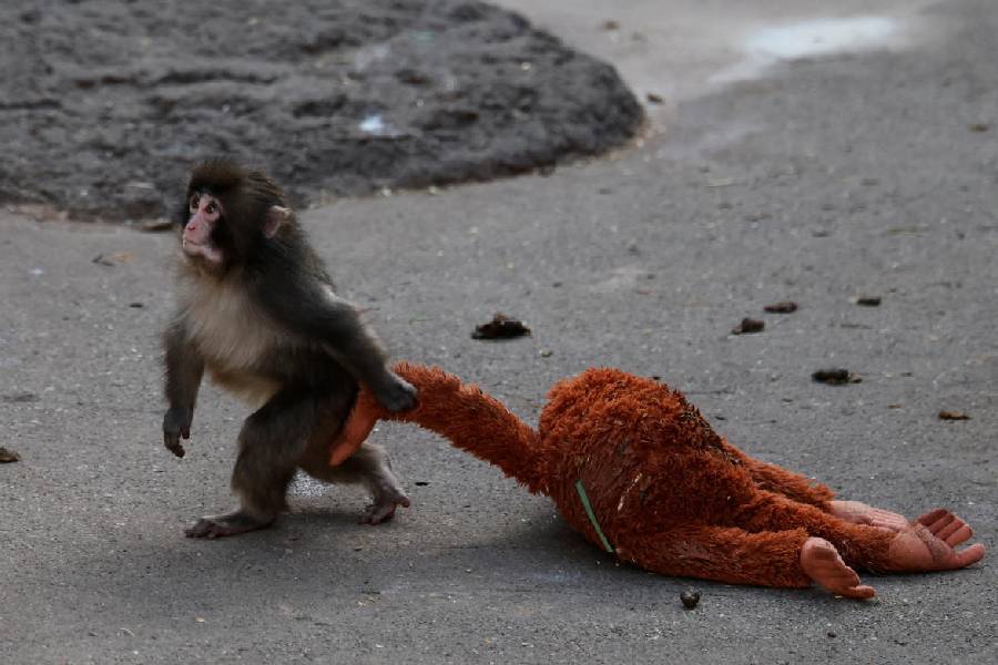 A baby Japanese macaque named Punch drags a stuffed orangutan at Ichikawa City Zoo