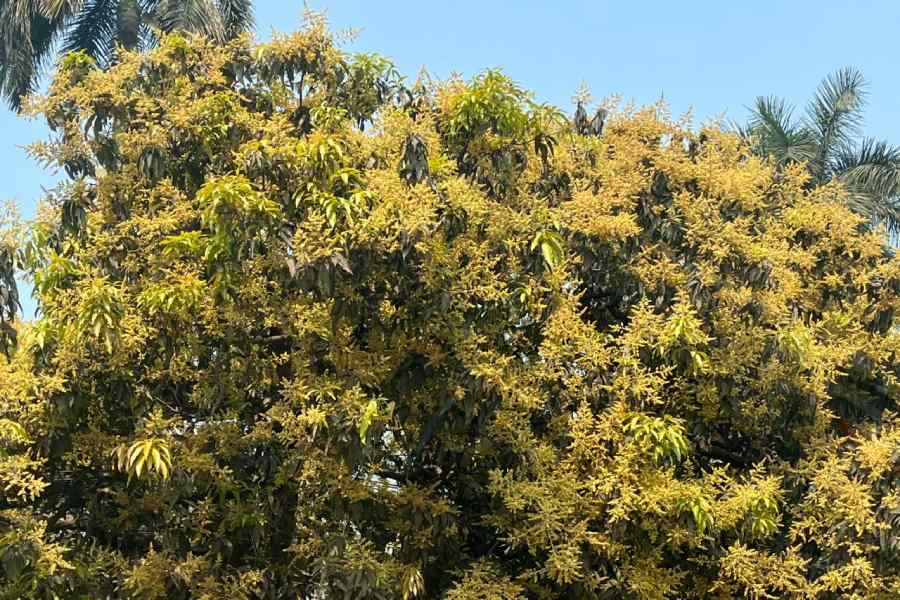 A mango tree in south Kolkata with heavy inflorescences camouflaging leaves