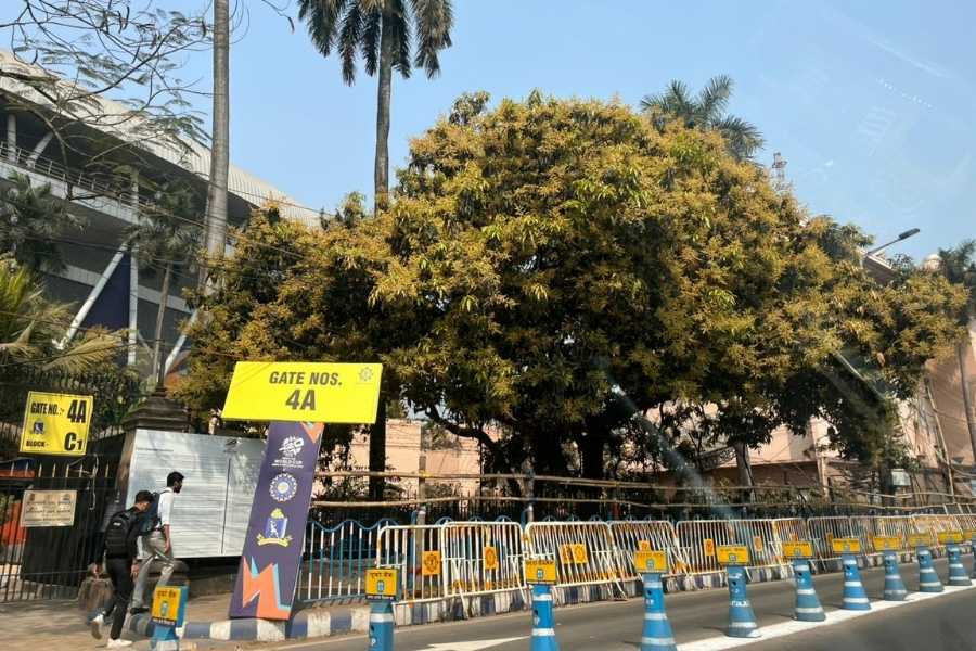 A mango tree outside Eden Gardens full of ‘mukul’