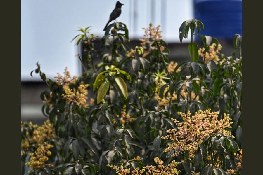 Mango cultivation and harvest depend on several environmental factors 