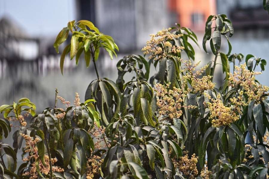 Heavy rain or storms like Kalbaishakhis can cause the tree to lose its flowers and fruits   