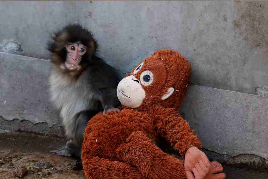 Punch, a baby Japanese macaque, named sits next to a stuffed orangutan at Ichikawa City Zoo, in Ichikawa, Japan