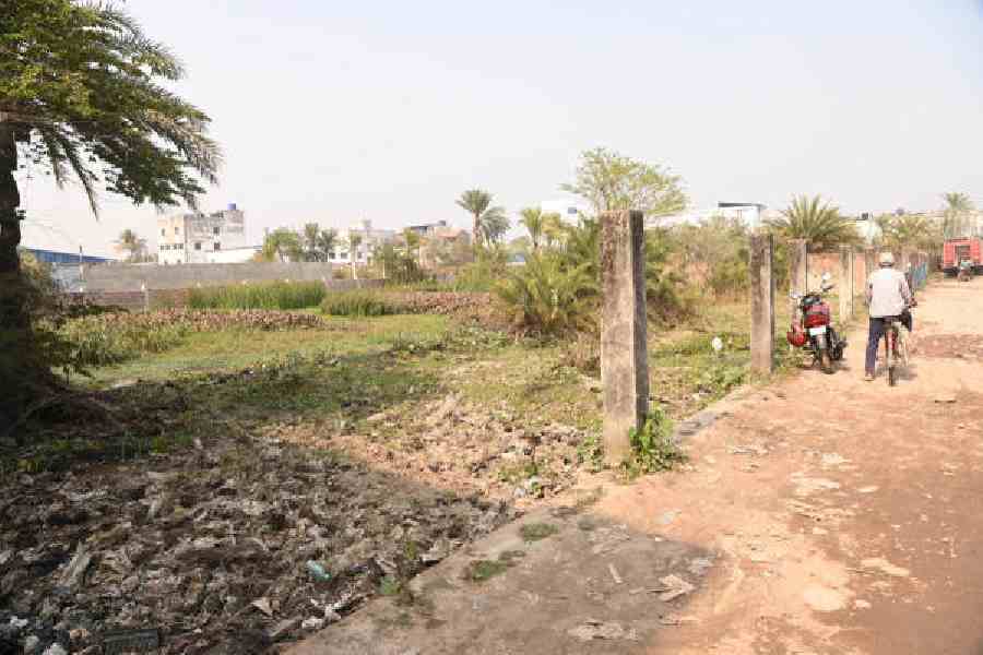 Water hyacinth on dry land in the East Kolkata Wetlands, near Anandapur, last month. The presence of water hyacinth indicates that the area may have been wetlands once. Picture by Bishwarup Dutta