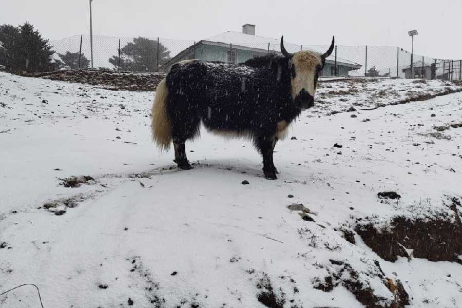 A yak stands amid the snow in Sandakphu on Tuesday