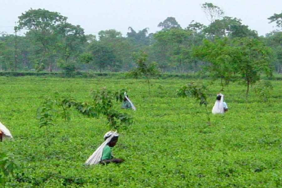 Workers in a tea garden in the Terai