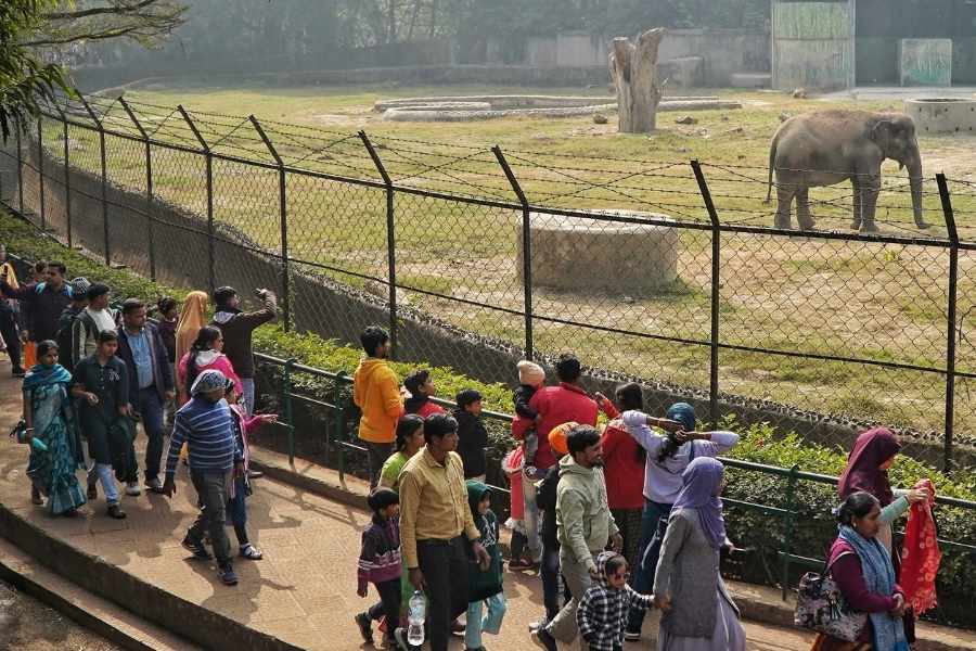 With the minimum temperature dropping to 11.6 degrees Celsius, Alipore Zoo attracted large crowds, with families travelling from different parts of West Bengal. 