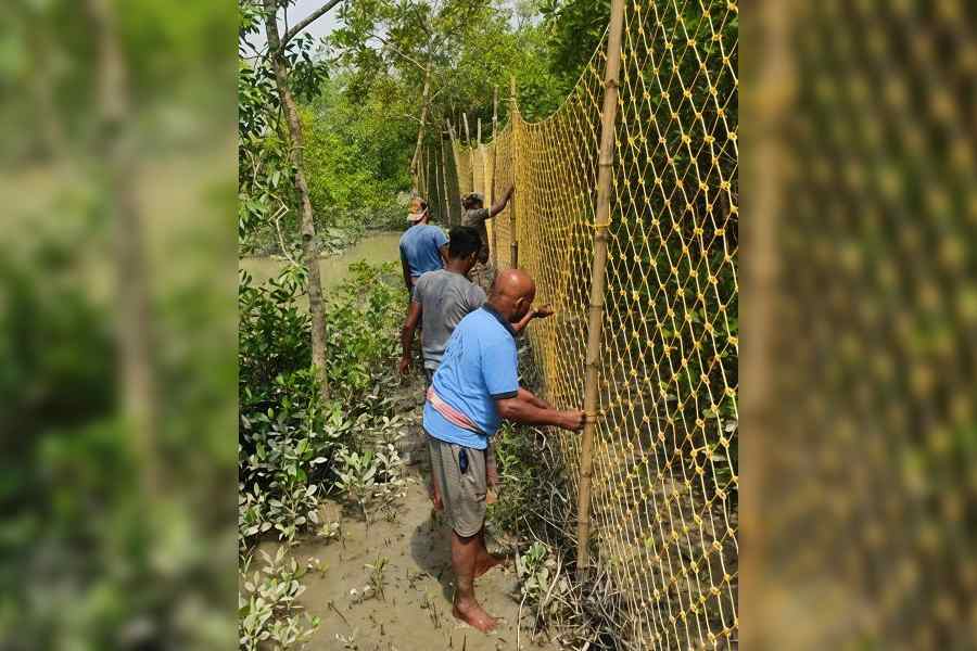Forest workers fix a new heightened nylon net fence at Maipath in the Sundarbans delta, South 24-Parganas. Picture by Mehaboob Gazi