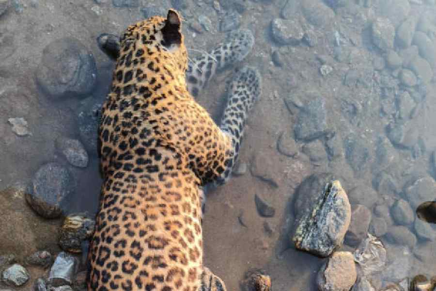 The leopard carcass found at Dudhia in Mirik