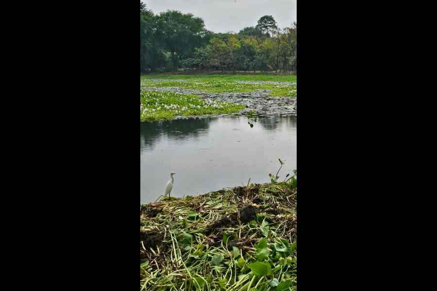 Banabitan is a good spot for bird watching.