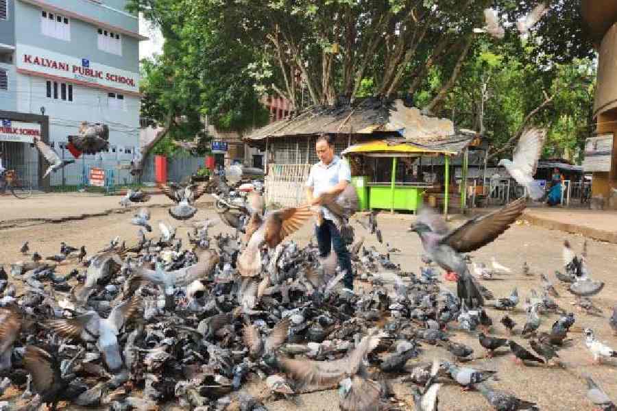 Ban on Pigeon feeding