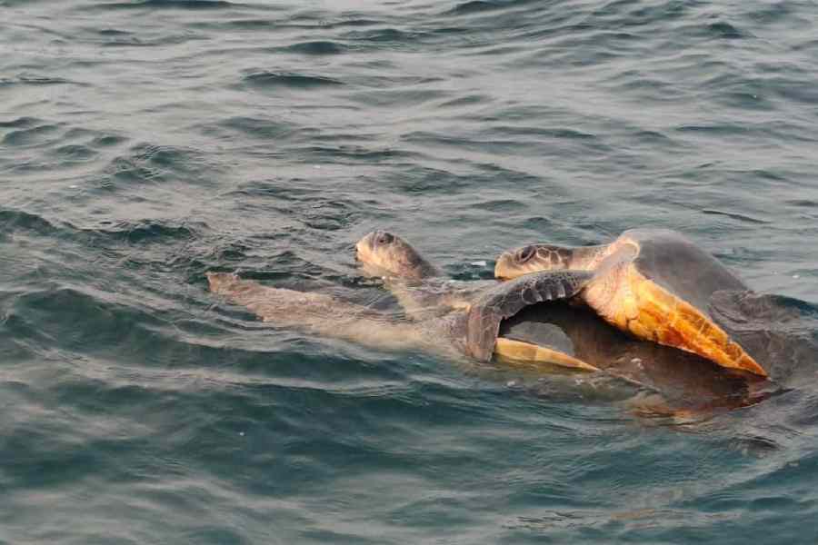 Olive ridley turtles