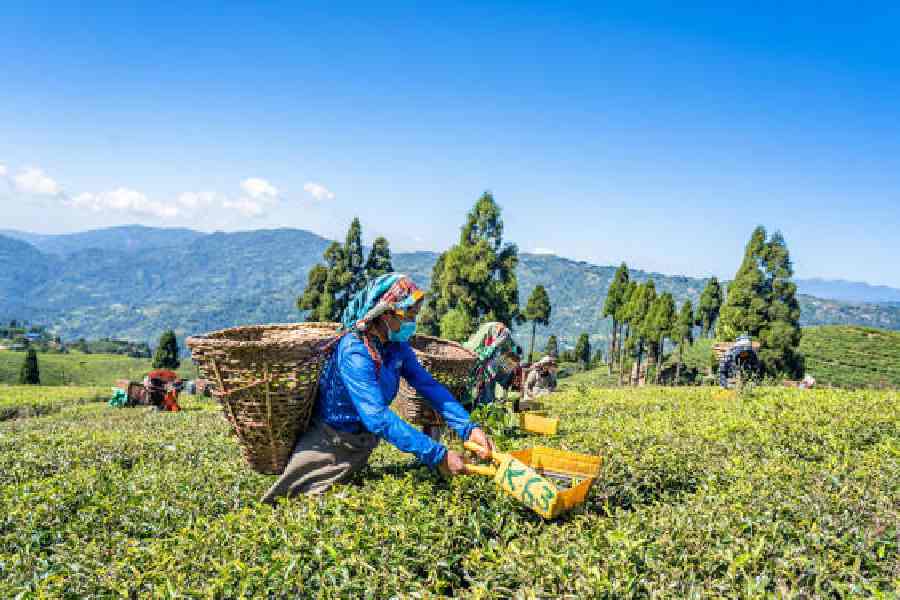 A tea plantation in Illam in Nepal