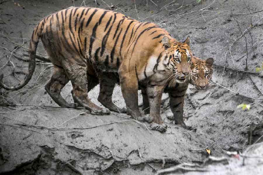 The tigress Boroma and her cub