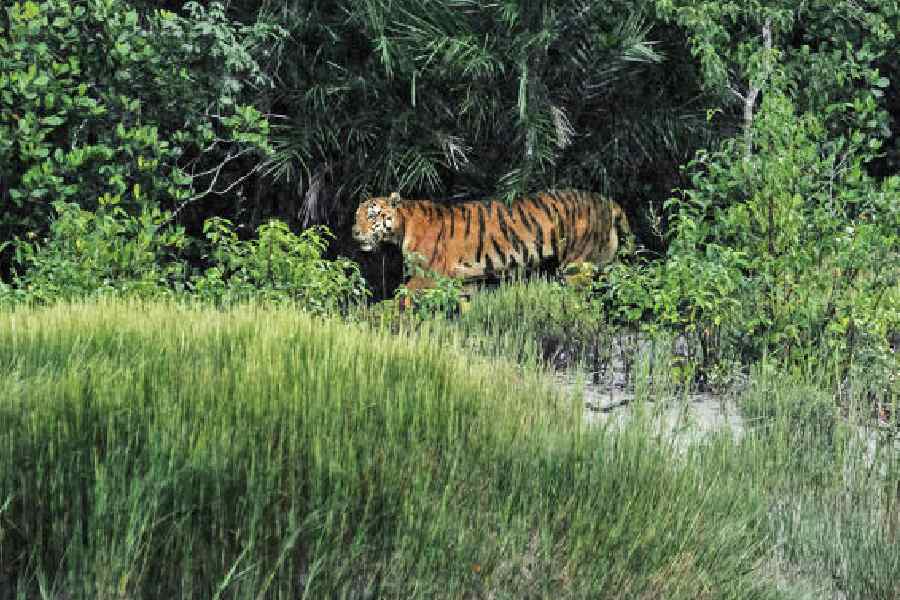 Boroma takes shelter in from the rain