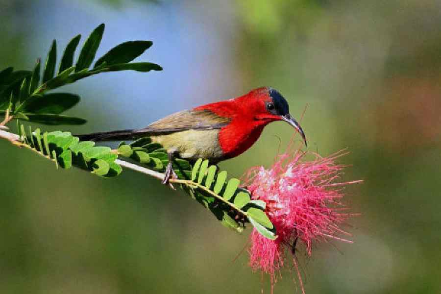 A sunbird at the Buxa Tiger Reserve in Alipurduar. Pictures courtesy: Jayita Sen
