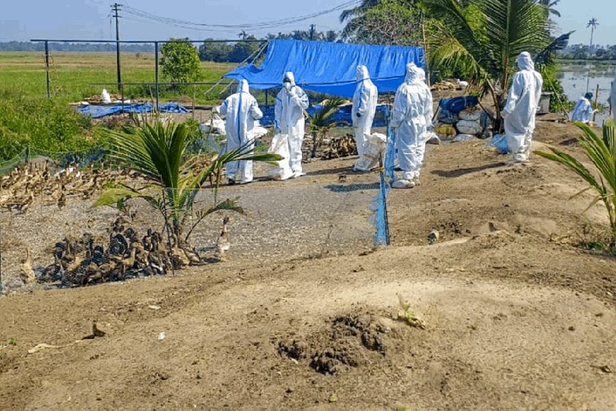 Health workers in protective gear prepare to burn culled birds following the confirmation of bird flu in Alappuzha district, Kerala.
