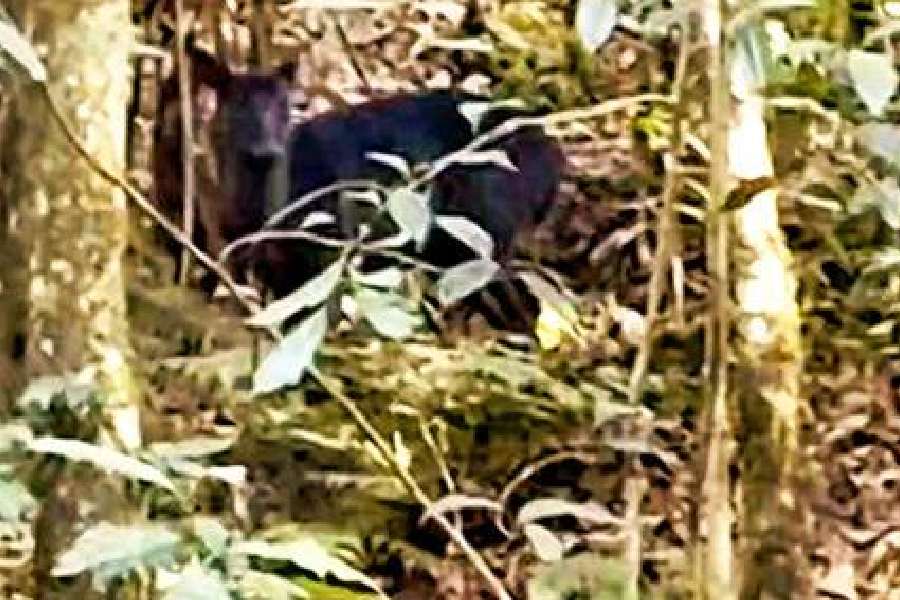 A fully black deer spotted at Dowhill in Kuresong on Wednesday.