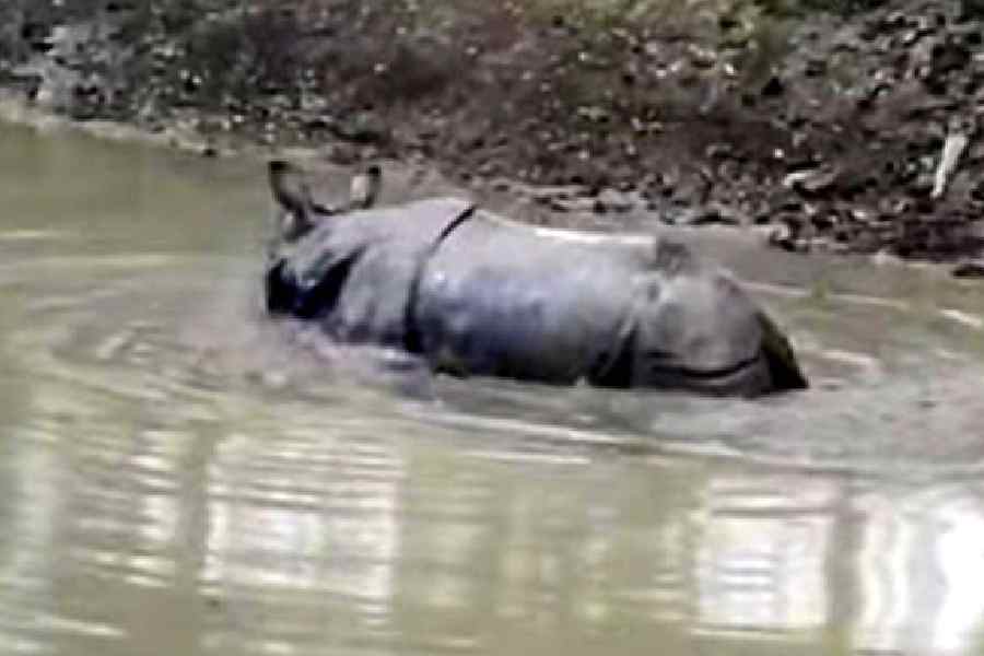 The one-horned rhino that strayed into Natunpara, Alipurduar, on Thursday. Picture by Anirban Choudhury