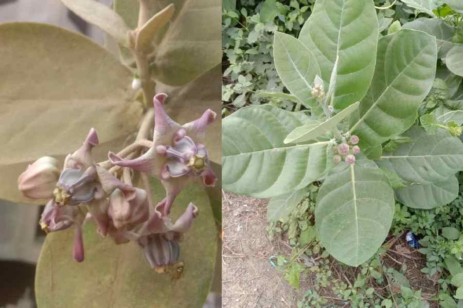 Flowers and leaves of the Akanda
