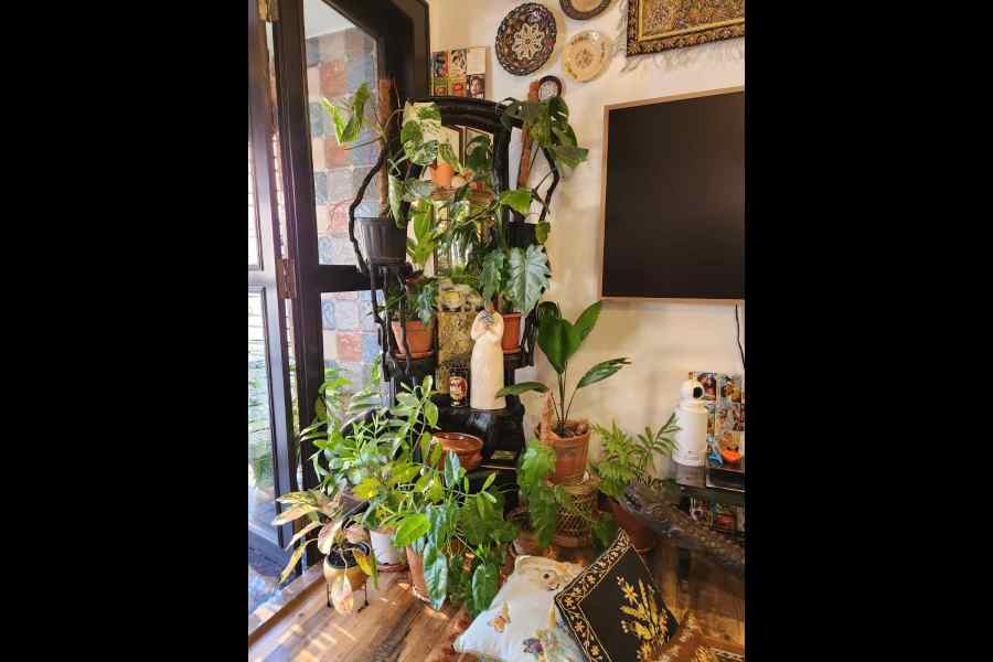 Another green section of the house