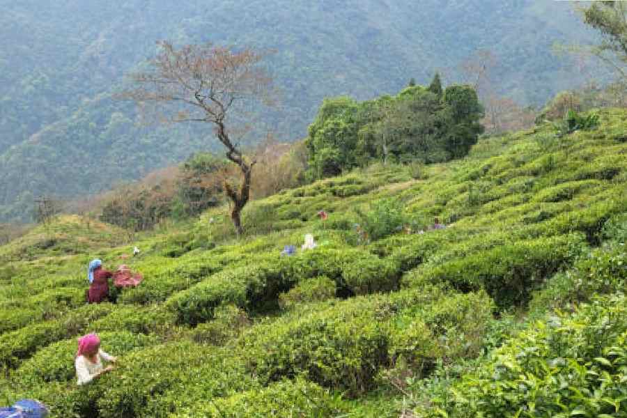 Tea garden workers in the Darjeeling hills.  File picture