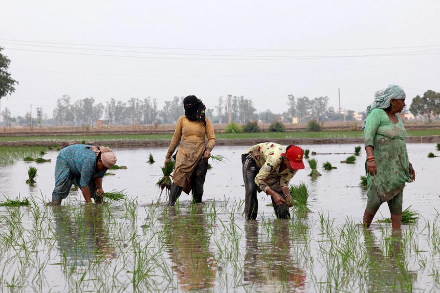 FILE PHOTO: Labourers plant rice saplings in a field.