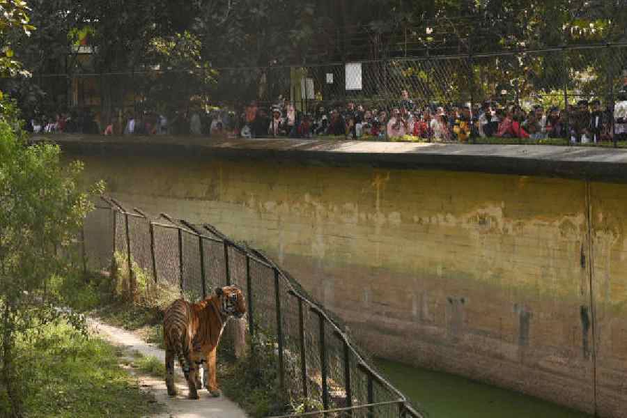 A sea of heads around the tiger enclosure at the Alipore zoo on Sunday. Pictures by Bishwarup Dutta