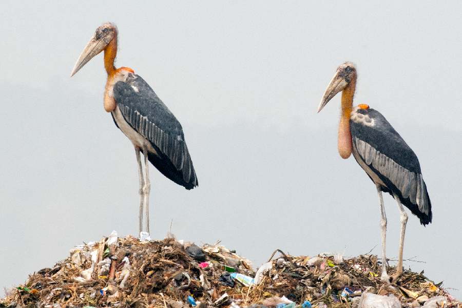 Two adults, on the right with breeding plumage, at a garbage dump in Assam