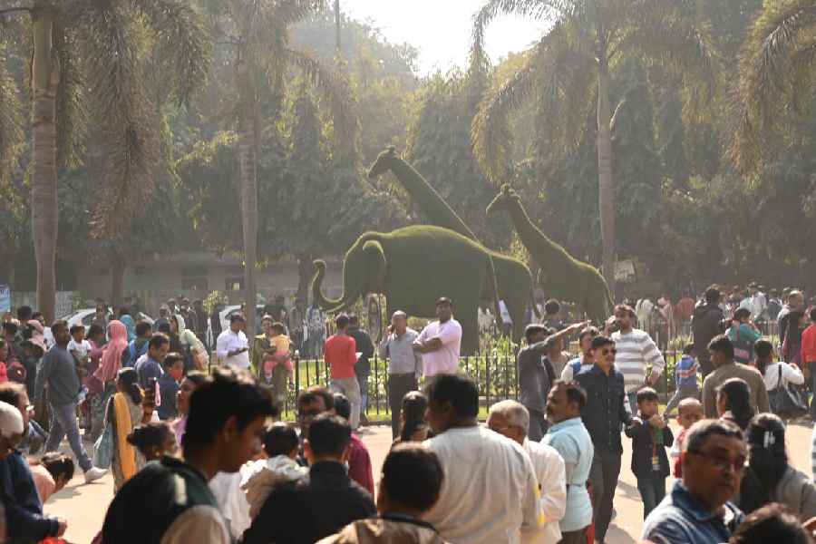 Zoological garden Alipore on Sunday afternoon.
