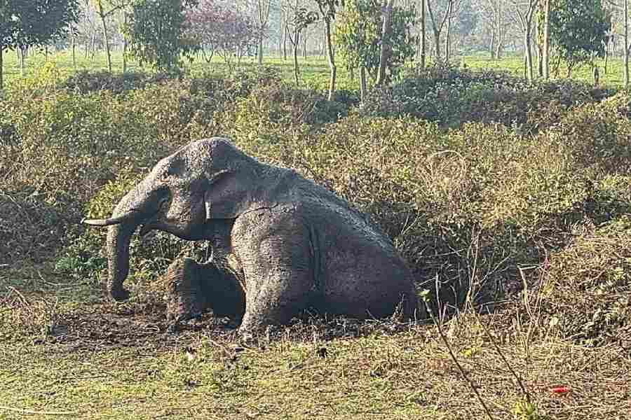 The elephant calf that fell into a pit at the Karala Valley Tea Garden on the outskirts of Jalpaiguri on Monday.