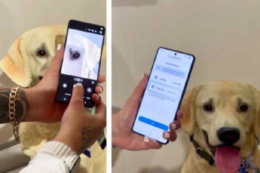 Samsung SmartThings Pet Care service helps identify common health conditions such as dental disease, patellar luxation and cataracts. The feature was demonstrated at CES 2026.  Picture: Mathures Paul
