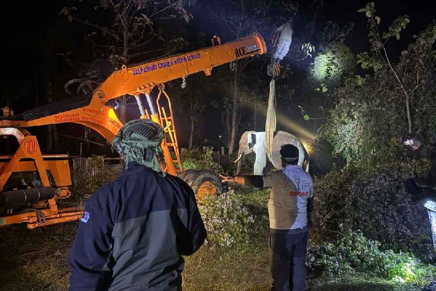 A hydra machine is used to lift the tranquillised sub-adult elephant near the Baikunthapur Palace in Jalpaiguri early on Tuesday morning.